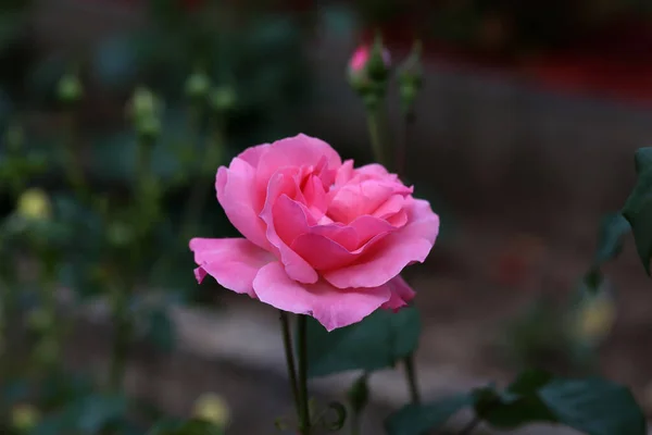 Який Акцент Красивої Рожевої Троянди Розквітає Саду — стокове фото