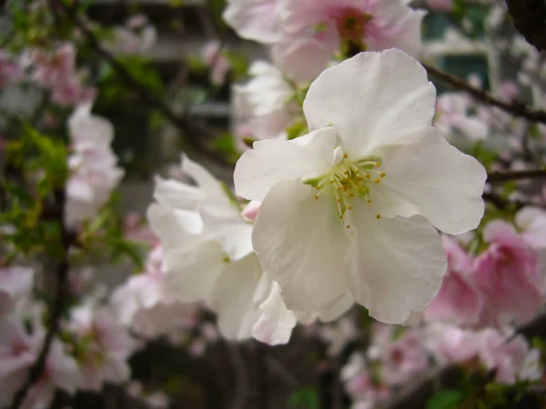 Closeup Shot Beautiful Cherry Blossoms Blurred Background — Stock Photo, Image