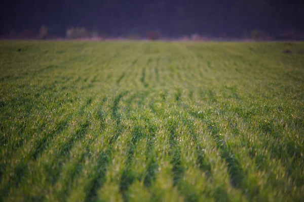 Hermoso Campo Agrícola Verde Durante Día — Foto de Stock