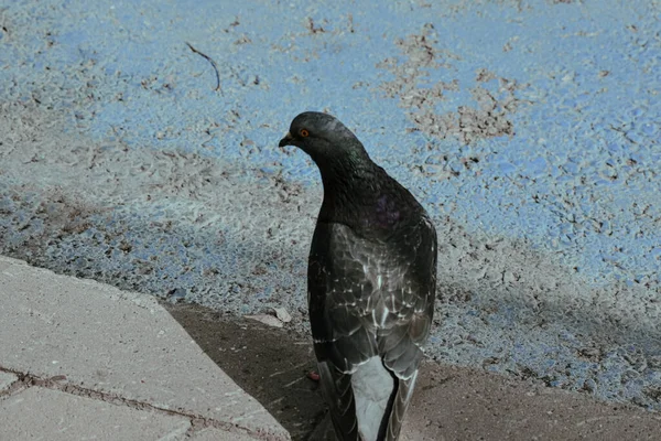 Plan Grand Angle Pigeon Sur Trottoir — Photo