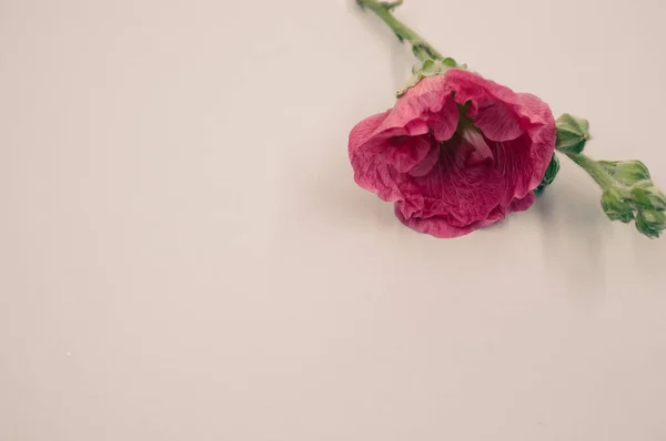 小さな茎に美しいピンクのカーネーションの花のトップビュー 灰色の表面に配置され テキストのためのスペース — ストック写真