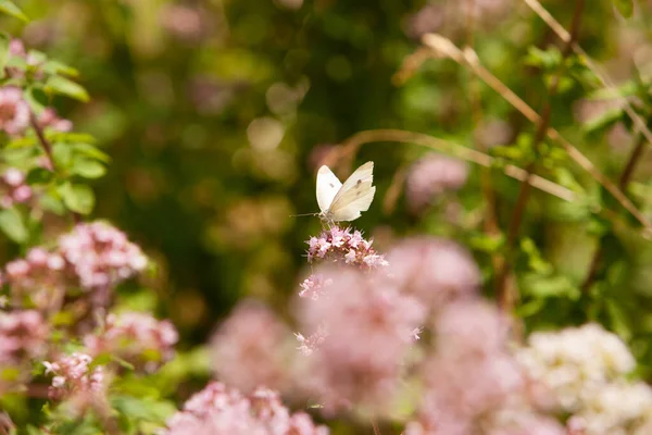 Mise Point Sélective Papillon Sur Les Fleurs Exotiques — Photo