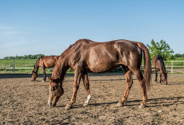 昼間の公園の茶色の馬 — ストック写真