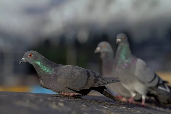 Gros Plan Pigeons Perchés Sur Arbre — Photo