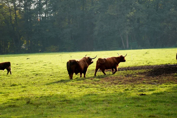 一群棕色的公牛在草地上 — 图库照片
