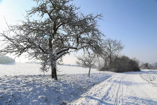 Uma Bela Vista Uma Paisagem Inverno Com Muitas Árvores Cobertas — Fotografia de Stock