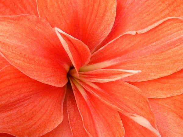 Piękne Zbliżenie Strzał Hippeastrum Szczegóły Kwiatu Dla Tła — Zdjęcie stockowe