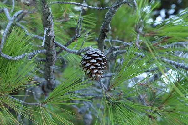 Plan Vieux Cônes Aiguilles Vertes Sur Pin Méditerranéen Dans Forêt — Photo