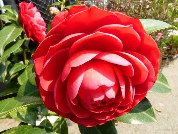 太陽の光に照らされた花びらの美しい赤いバラのクローズアップ — ストック写真