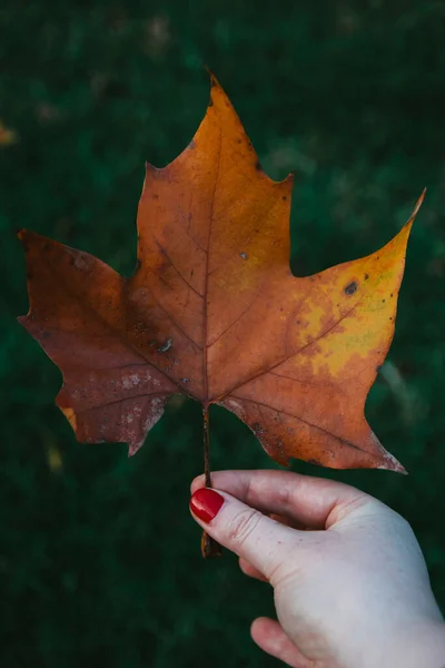 Eine Vertikale Aufnahme Einer Weiblichen Hand Die Ein Goldenes Herbstblatt — Stockfoto