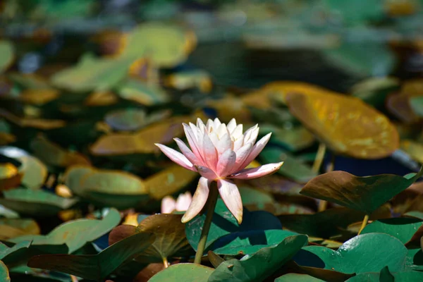 Gros Plan Beau Nénuphar Des Feuilles — Photo