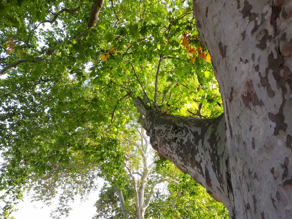 Een Lage Hoek Opname Van Een Hoge Boom Met Verse — Stockfoto