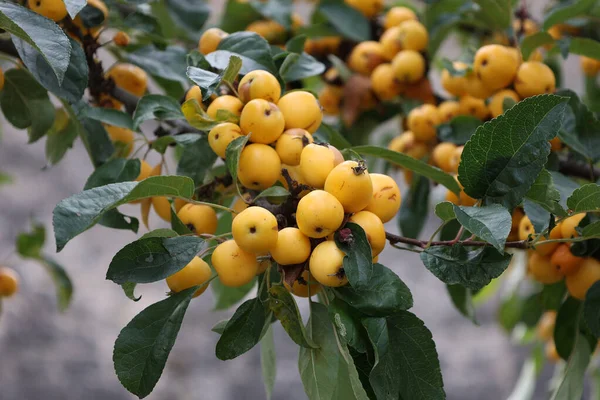 Enfoque Selectivo Pequeñas Manzanas Silvestres Amarillas Ramas Árboles —  Fotos de Stock