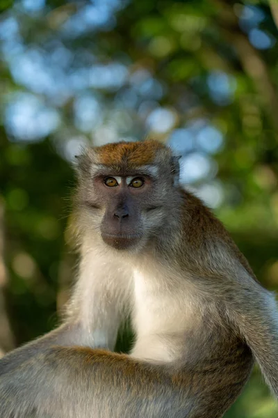 Macaco Retrato Frontal Olhar Para Câmara Tiro Vertical — Fotografia de Stock