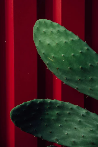 Egy Függőleges Lövés Kaktusz Egy Piros Fém Kerítés Háttér — Stock Fotó