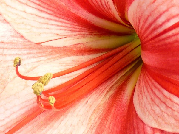 Közelkép Egy Gyönyörű Amaryllis Virágról — Stock Fotó