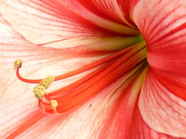 Tiro Close Uma Bela Flor Amaryllis — Fotografia de Stock