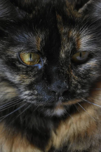 Vertical Closeup Shot Cute Tortoiseshell Cat — Stock Photo, Image