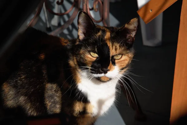 Ένα Κοντινό Πλάνο Μιας Γάτας Πράσινα Μάτια Που Κοιτάζει Την — Φωτογραφία Αρχείου