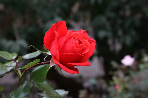 Una Messa Fuoco Selettiva Fiore Rosa Rossa Che Fiorisce Giardino — Foto Stock