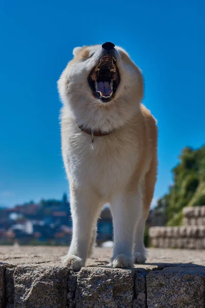 Vertikal Bild Akita Hund Med Blå Himmel Bakgrunden — Stockfoto