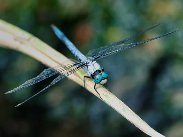 Çiçeğin Üzerinde Oturan Bir Dragonfly Seçici Odak Noktası — Stok fotoğraf