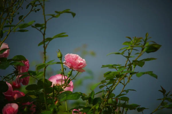 Selektywne Ujęcie Ostrości Różowych Kwiatów Krzaku — Zdjęcie stockowe