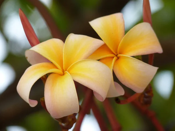 Eine Nahaufnahme Von Zarten Schönen Frangipani Blumen Blüte — Stockfoto