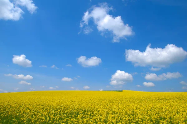 Красивый Снимок Холмистого Пейзажа Покрытого Желтыми Цветами — стоковое фото