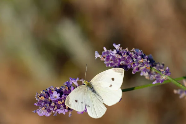Close Cabbage Butterfly Sitting Feeding Blooming Lavender — Stock Photo, Image
