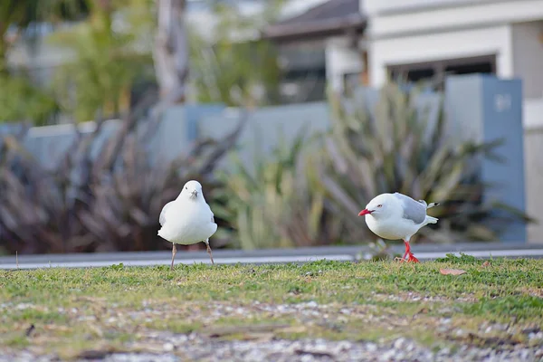 นกนางนวลขาวในสวนตอนกลางว — ภาพถ่ายสต็อก