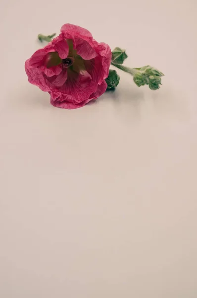 Plan Vertical Une Belle Fleur Oeillet Rose Sur Une Petite — Photo