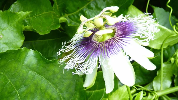 Primer Plano Una Hermosa Pasiflora Con Follaje Fresco Verano —  Fotos de Stock