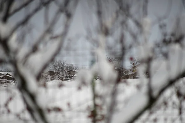Μια Όμορφη Θέα Ενός Χειμερινού Τοπίου Κλαδιά Καλυμμένα Χιόνι — Φωτογραφία Αρχείου