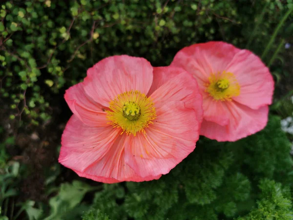 Eine Schöne Aufnahme Von Rosa Mohn Blüht Garten Mit Grünen — Stockfoto