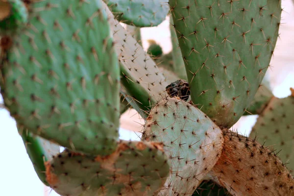 A closeup shot of prickly pear cactus grown in the desert