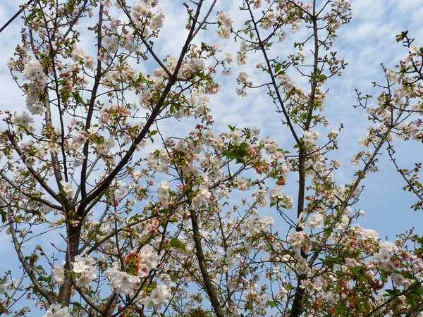 在蓝色的天空下 一束美丽的樱花拍出了特写 — 图库照片