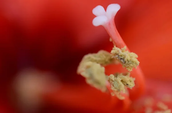 Primer Plano Estambre Flores Tropicales Rojas — Foto de Stock