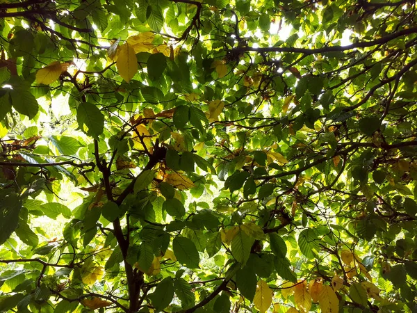 Una Toma Ángulo Bajo Ramas Árboles Con Hojas Verdes Frescas —  Fotos de Stock
