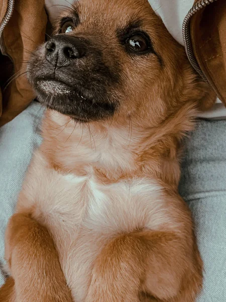 귀여운 강아지를 수컷의 클로즈업 — 스톡 사진