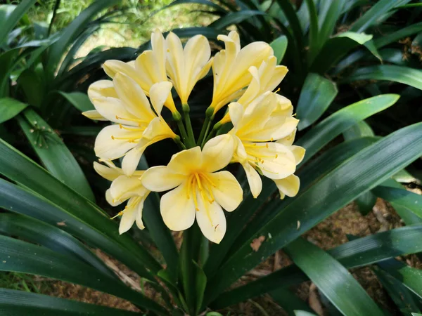 Tiro Seletivo Foco Flor Amarela Clivia Plantada Jardim — Fotografia de Stock