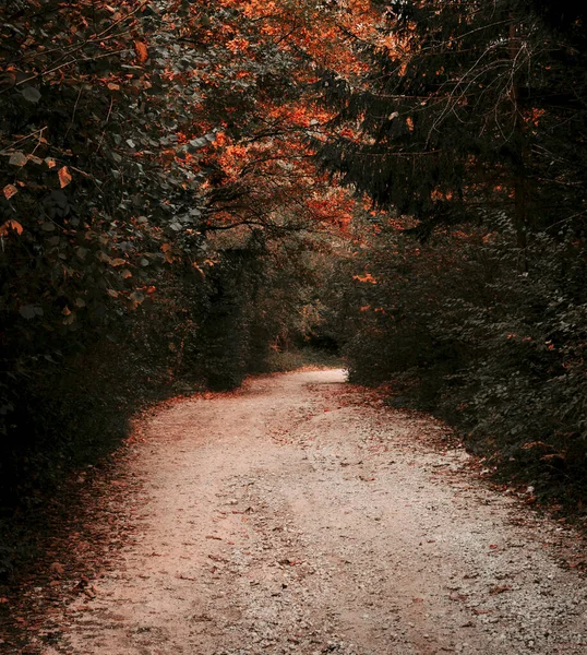 Une Vue Imprenable Sur Sentier Dans Une Forêt Automne Colorée — Photo