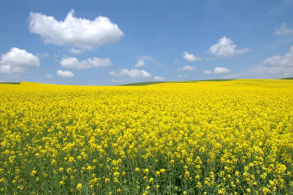 Campo Canola Floreciente Violación Campo Verano Aceite Colza Amarillo Brillante —  Fotos de Stock