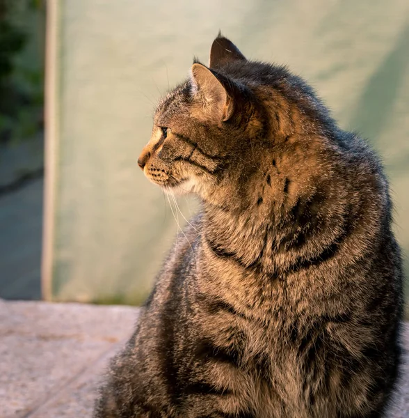 一只灰色条纹猫 坐着时从旁边看过去 — 图库照片