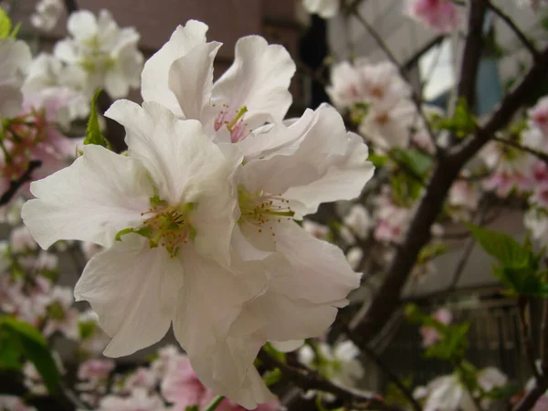 花に白いリンゴの木の花の束のクローズアップ選択的フォーカスショット — ストック写真