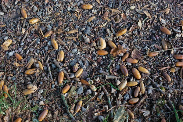 Dubové Ořechy Zemi Během Podzimu — Stock fotografie