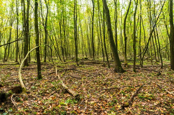 Herbst Wald Mit Vielen Bäumen Und Umgestürzten Blättern — Stockfoto