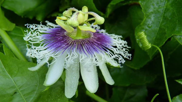 Primer Plano Una Hermosa Pasiflora Con Gotitas Agua Sobre Pétalos —  Fotos de Stock