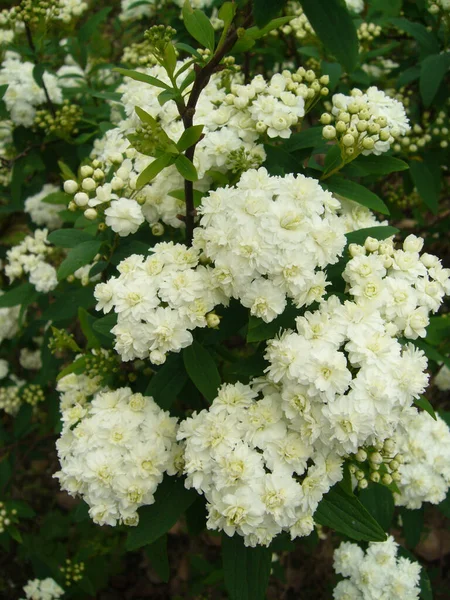 Μια Επιλεκτική Φωτογραφία Από Όμορφα Λευκά Λουλούδια Στεφανιού Γάμου — Φωτογραφία Αρχείου