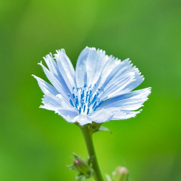 Selective Focus Shot Little Chicory Flower Blooming Garden — Stock Photo, Image